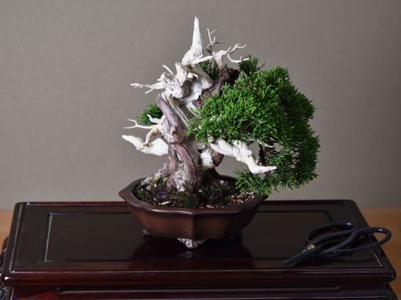 匠の盆栽】真柏 1点もの No.250【平松浩二】の盆栽を販売｜盆栽妙