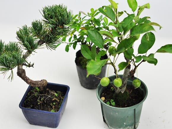 ミニ盆栽 素材 アソート 10本セットの盆栽を販売｜盆栽妙 – 盆栽妙 本店