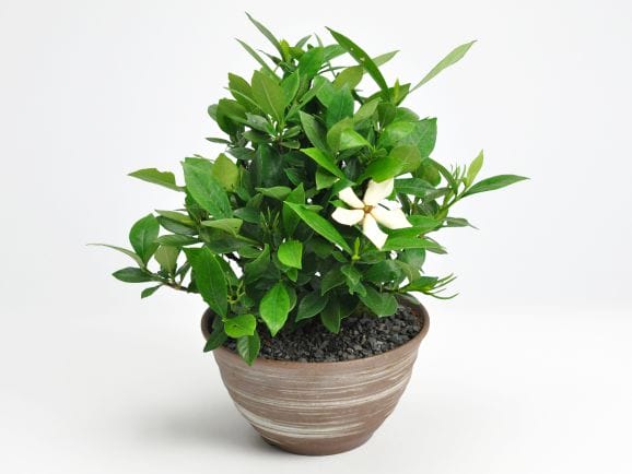 クチナシ 太幹の盆栽を販売｜盆栽妙 – 盆栽妙 本店