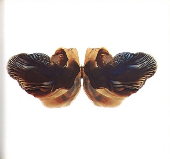 扉をあけると / 絵：牛腸茂雄 文：片口安史 | 小宮山書店 KOMIYAMA