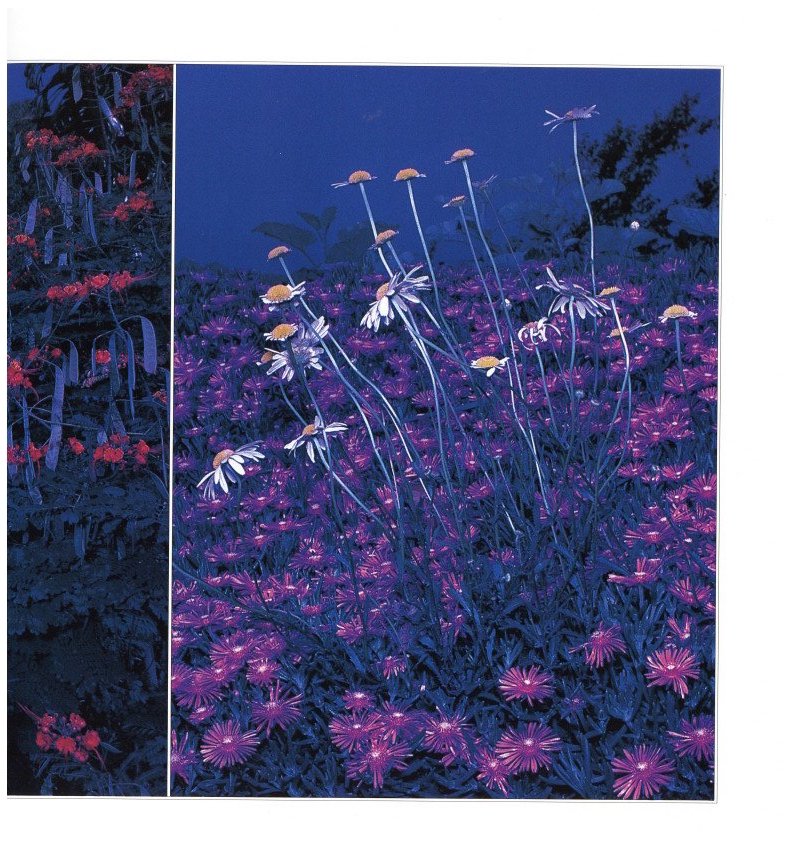 花狩 山村雅昭写真集 / 著：山村雅昭 | 小宮山書店 KOMIYAMA TOKYO