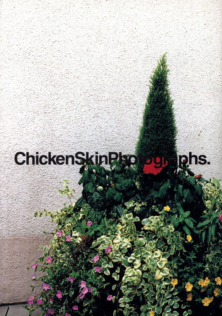 Chicken Skin Photographs. Part Three. / 写真：清野賀子 デザイン