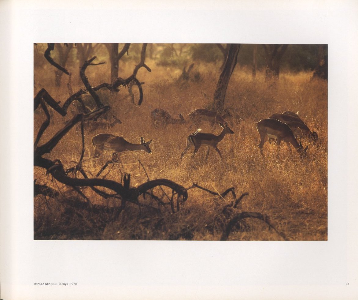 COLOR PHOTOGRAPHY / Ernst Haas | 小宮山書店 KOMIYAMA TOKYO