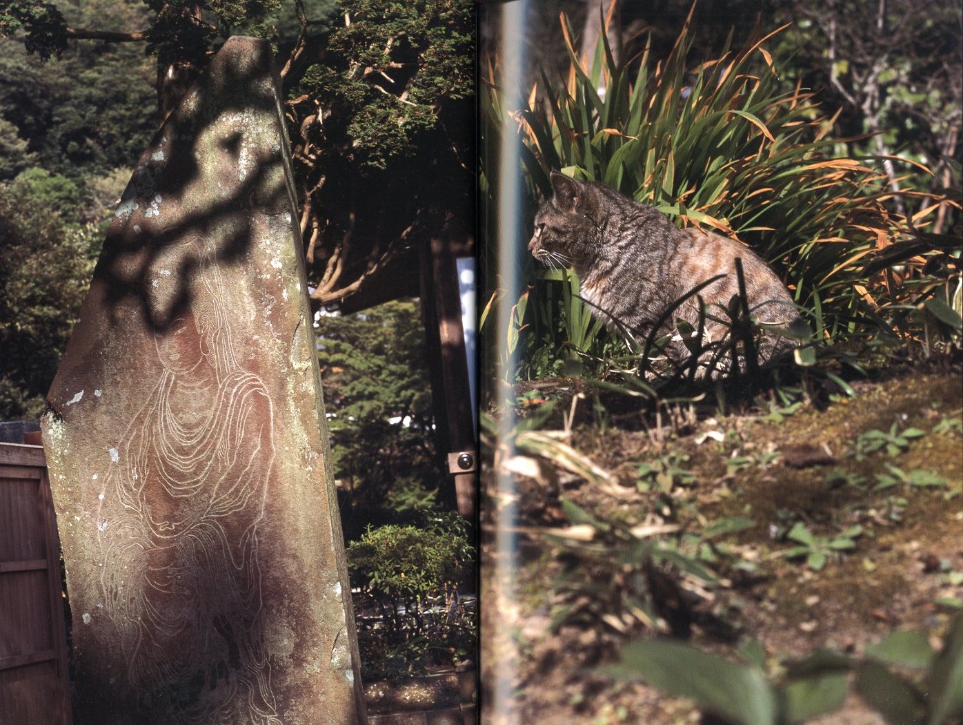 Documentary / 中平卓馬 | 小宮山書店 KOMIYAMA TOKYO | 神保町 古書