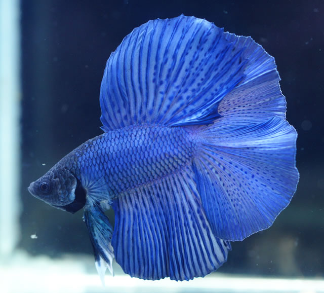 ショーベタのバラエティー 【熱帯魚ベタの専門店】ベタショップ