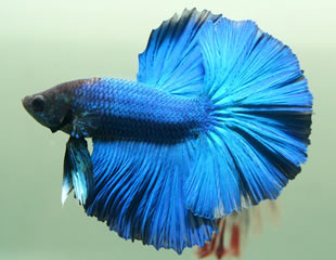 ショーベタとは？ 【熱帯魚ベタの専門店】ベタショップ フォーチュン