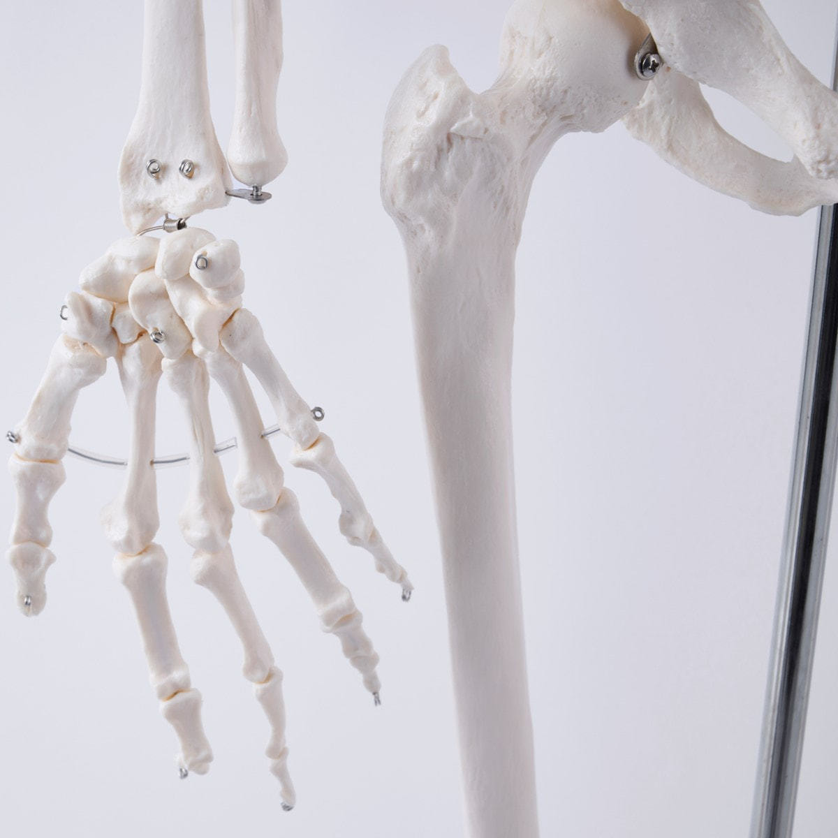 全身骨格模型 等身大（キャスター付き）の卸・通販 | ビューティガレージ