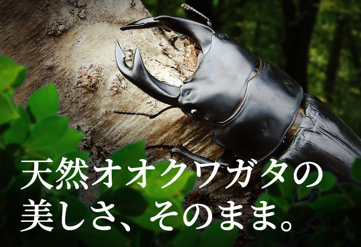 オオクワガタ福島県産の販売・通販│ビートルファーム