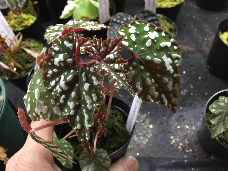 Izumonokiraboshi イズモノキラボシ – Begonia Club