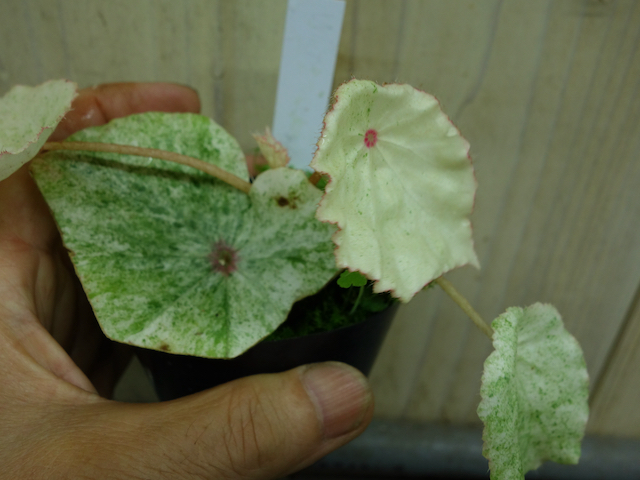 Rouge Variegated – Begonia Club