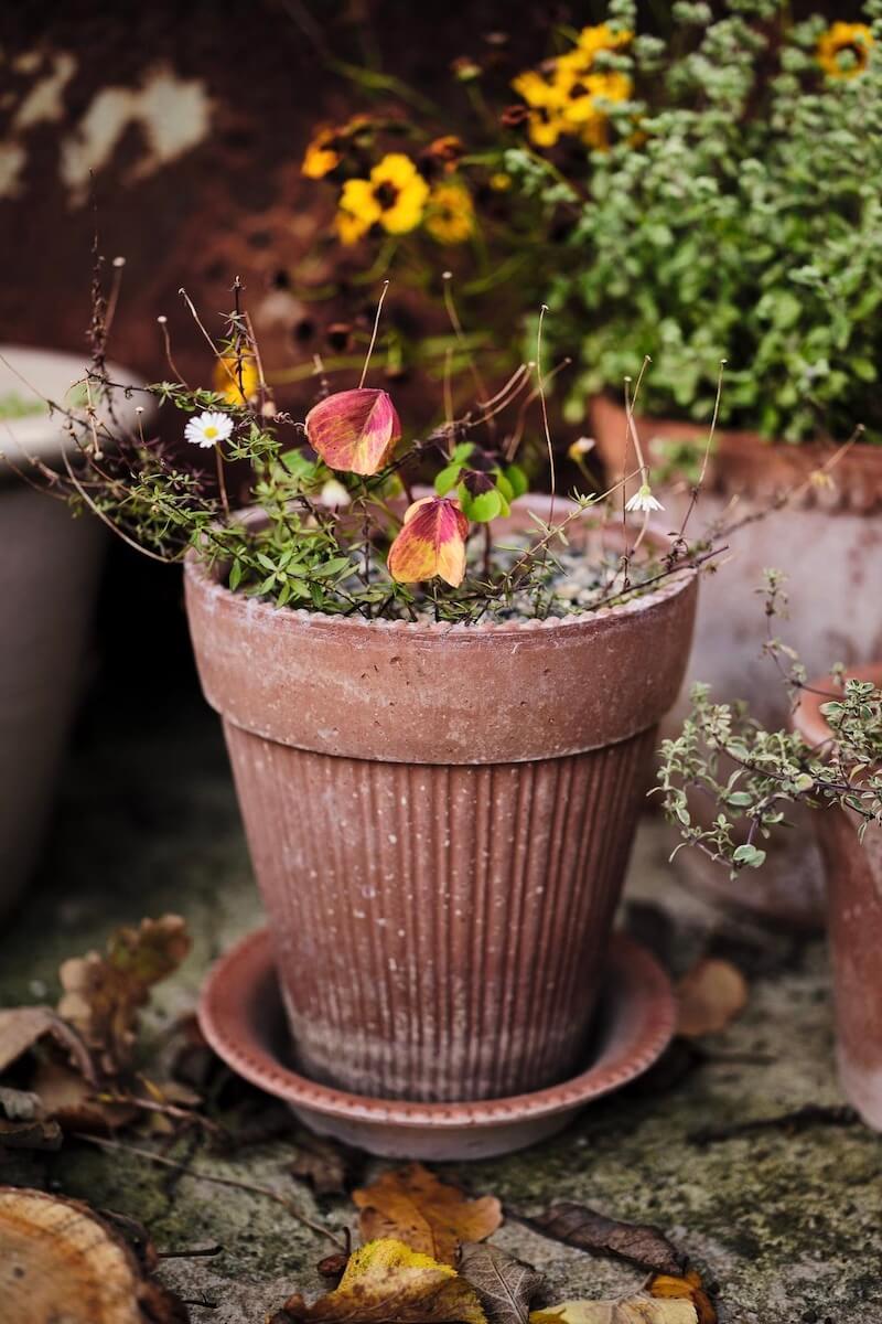 Bellbet | Simona / Bergs Potter (バーグスポッター)