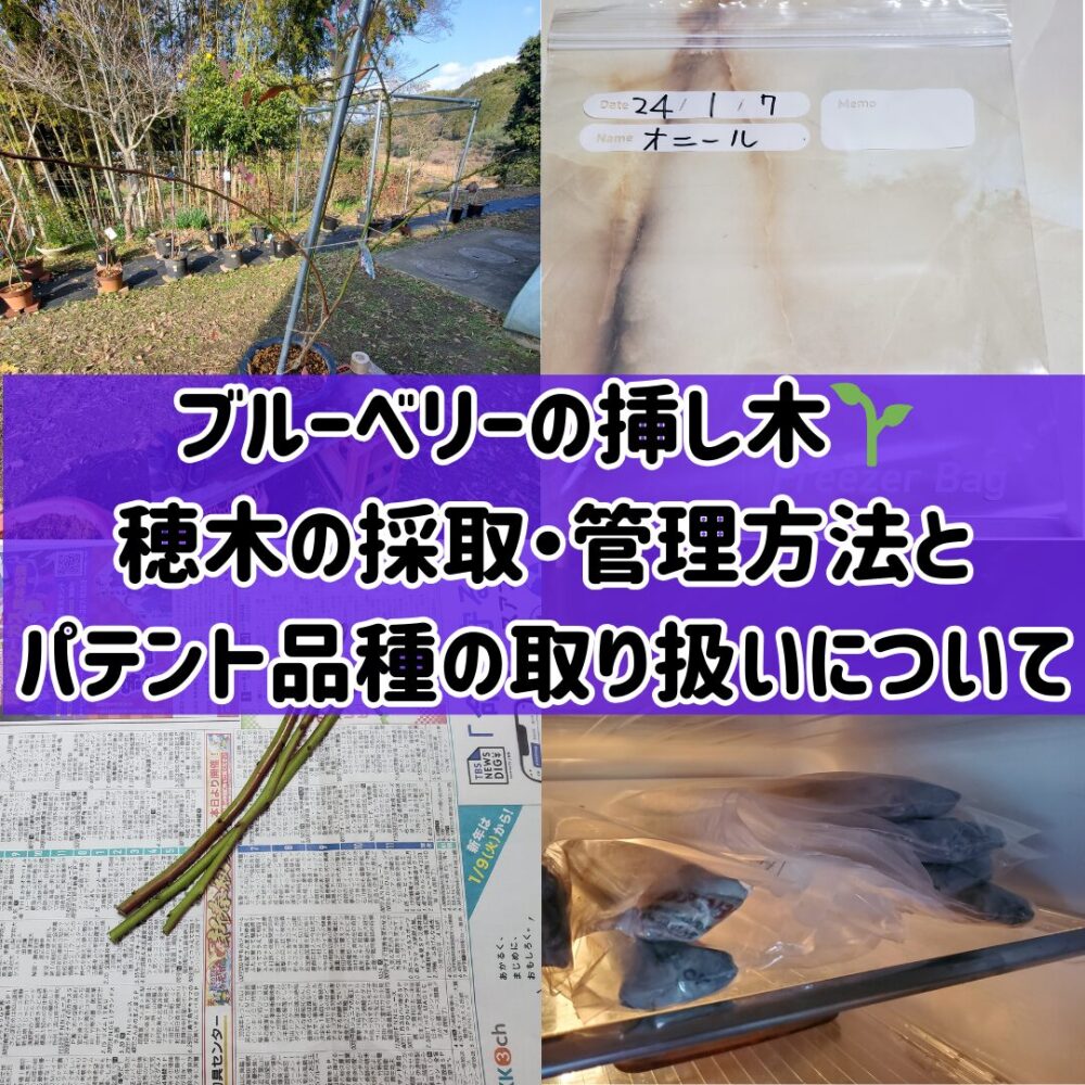 ブルーベリーの挿し木】🌱穂木の採取・管理方法とパテント品種の