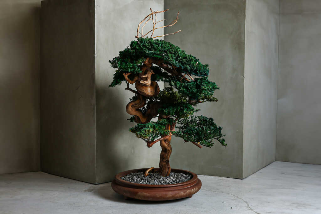 枯れた盆栽に命を吹き込むアート | BAMBOO MEDIA