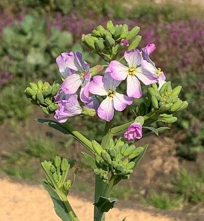博物図譜に見る讃岐の野菜～ダイコンの花～｜ビジネス香川