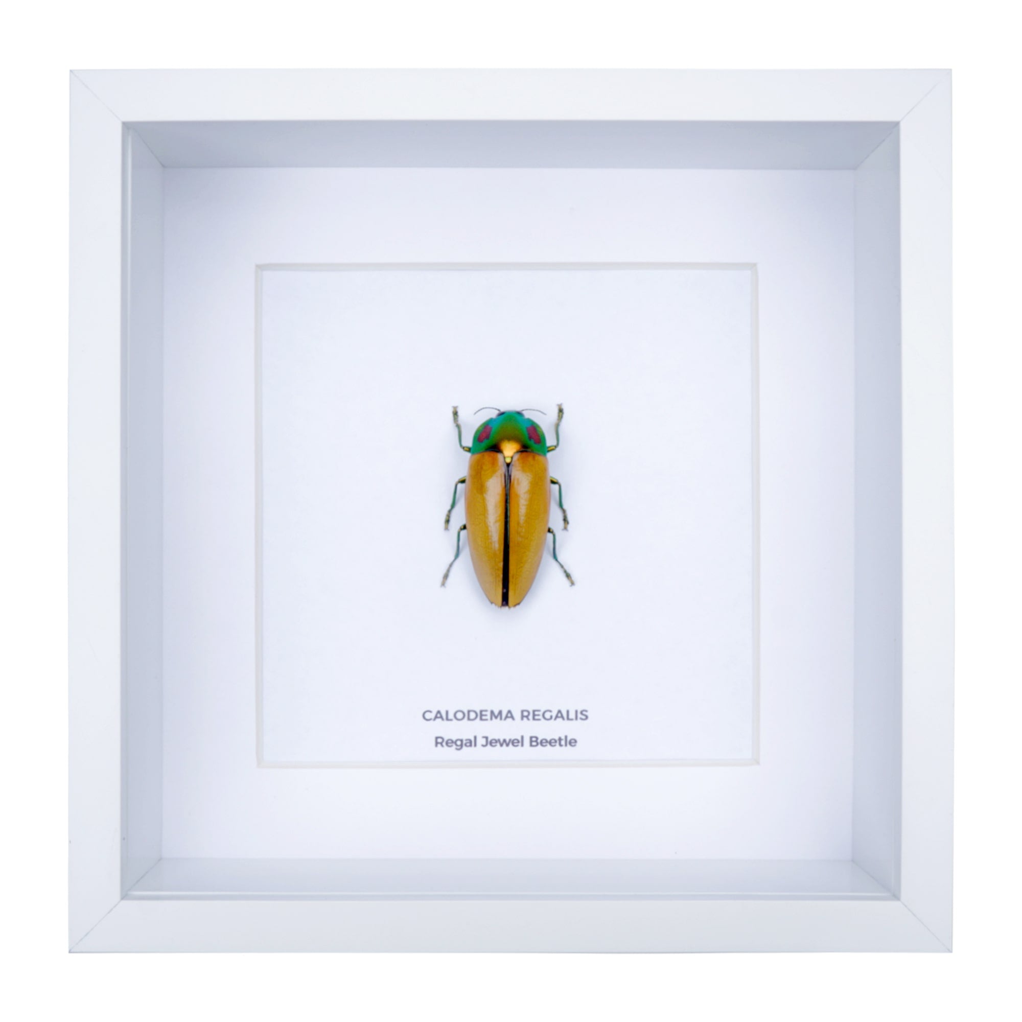 Regal Jewel Beetle (Calodema regalis) aka PIKACHU Jewel Beetle in