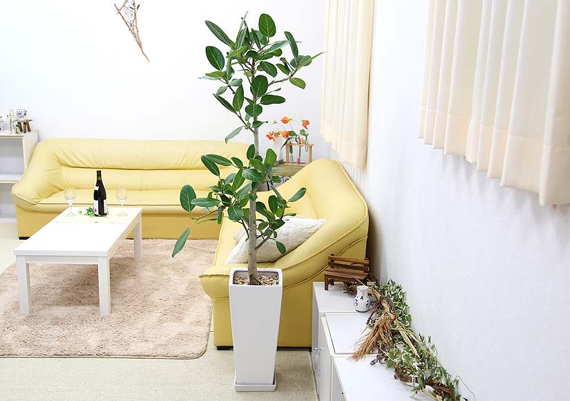 ベンガレンシス 10号 陶器鉢 Z 通販 販売｜観葉植物のブルーミングスケープ