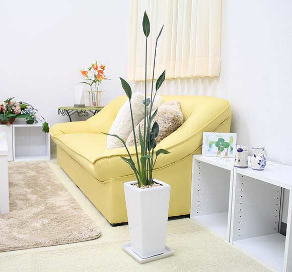 ストレリチアノンリーフの剪定について｜観葉植物の育て方 Q＆A