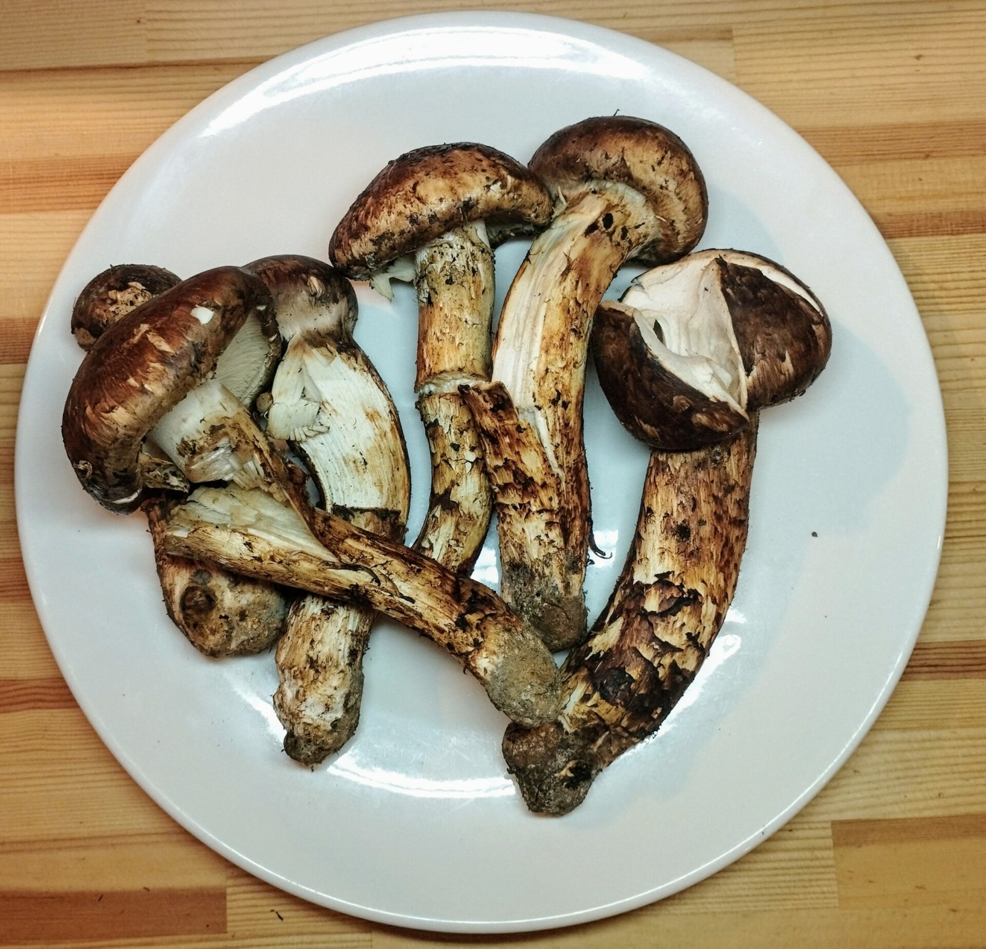 松茸 北海道 500g 訳あり ② 国産 matsutake0831_01.jpg