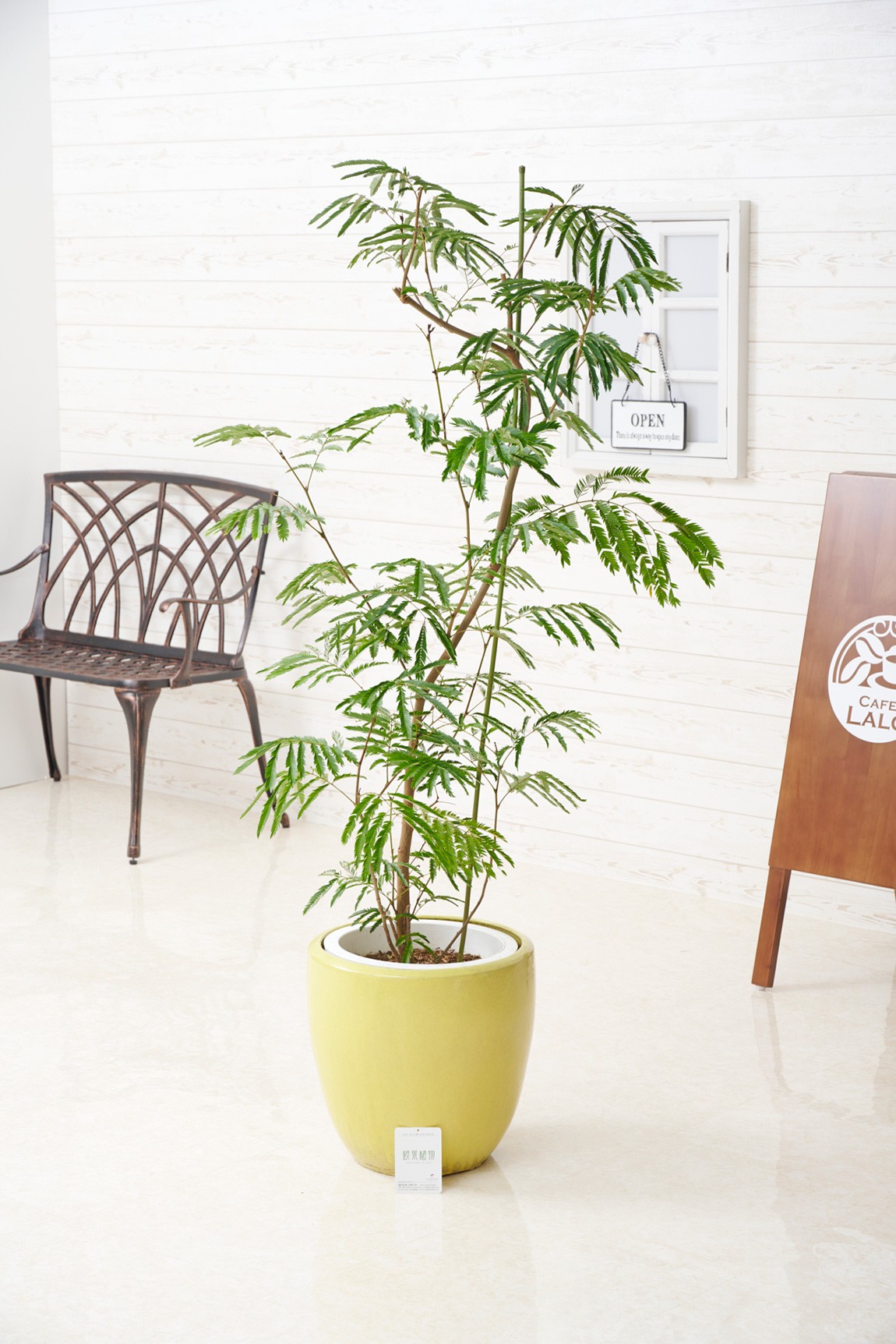 屋外専用＞観葉植物 エバーフレッシュ 10号 インテリア鉢カバー