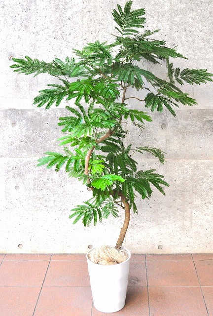 エバーフレッシュ