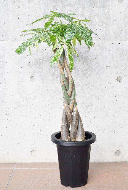 パキラ・ミルキーウェイ