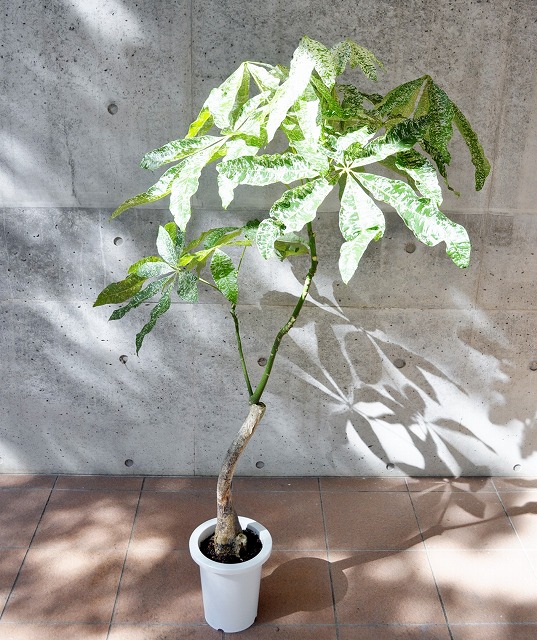 パキラ・ミルキーウェイ