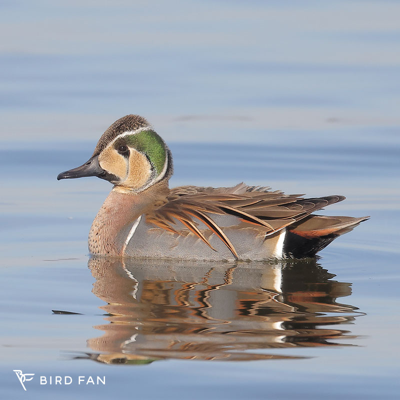 トモエガモ – BIRD FAN （日本野鳥の会）