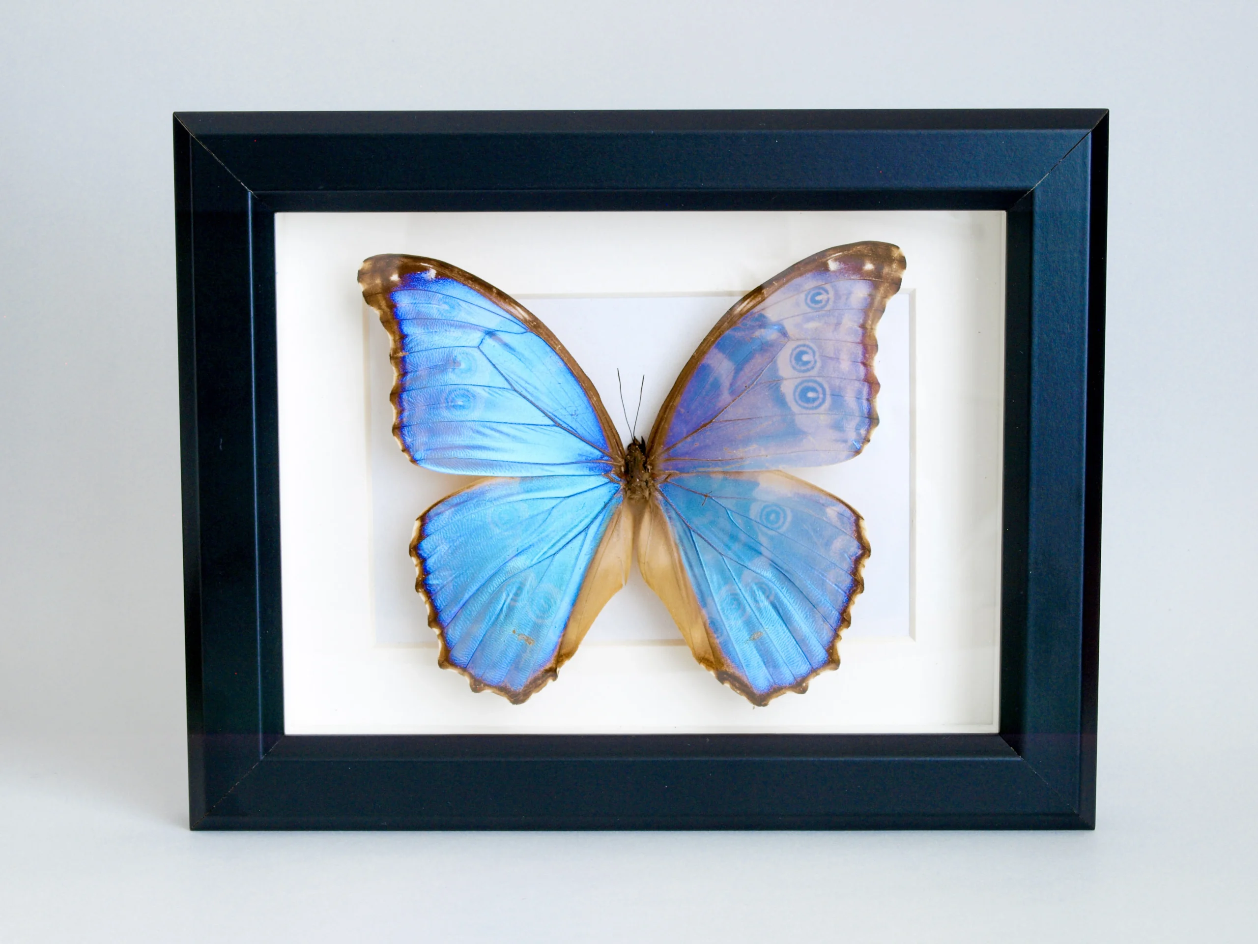 The image Morpho godarti - ButterflyWings