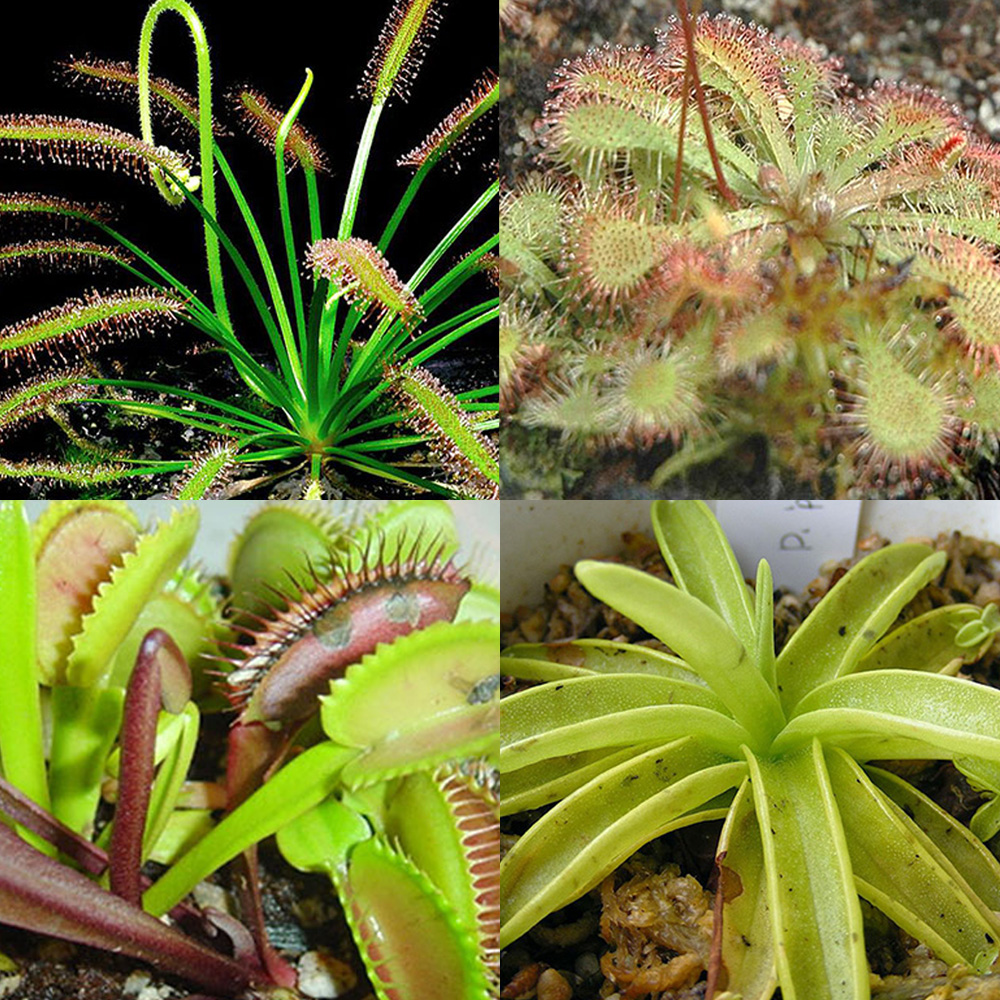 Fascinating Starter Kit 1 - BugBitingPlants.com