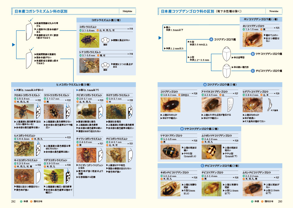 日本の水生昆虫