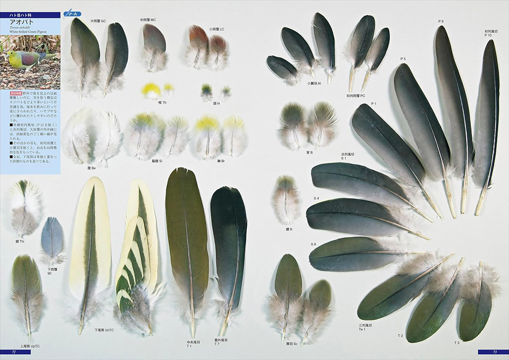 原寸大写真図鑑 羽 増補改訂第2版
