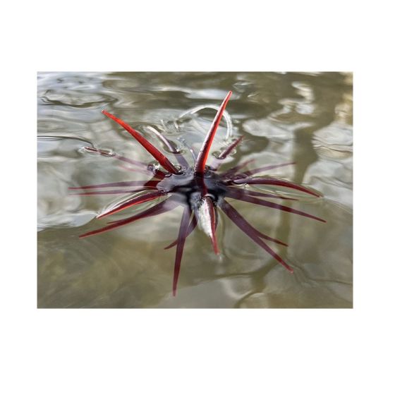 ハイドアップ コイケ フルキャスト #262 渦潮ブルーの釣具販売、通販