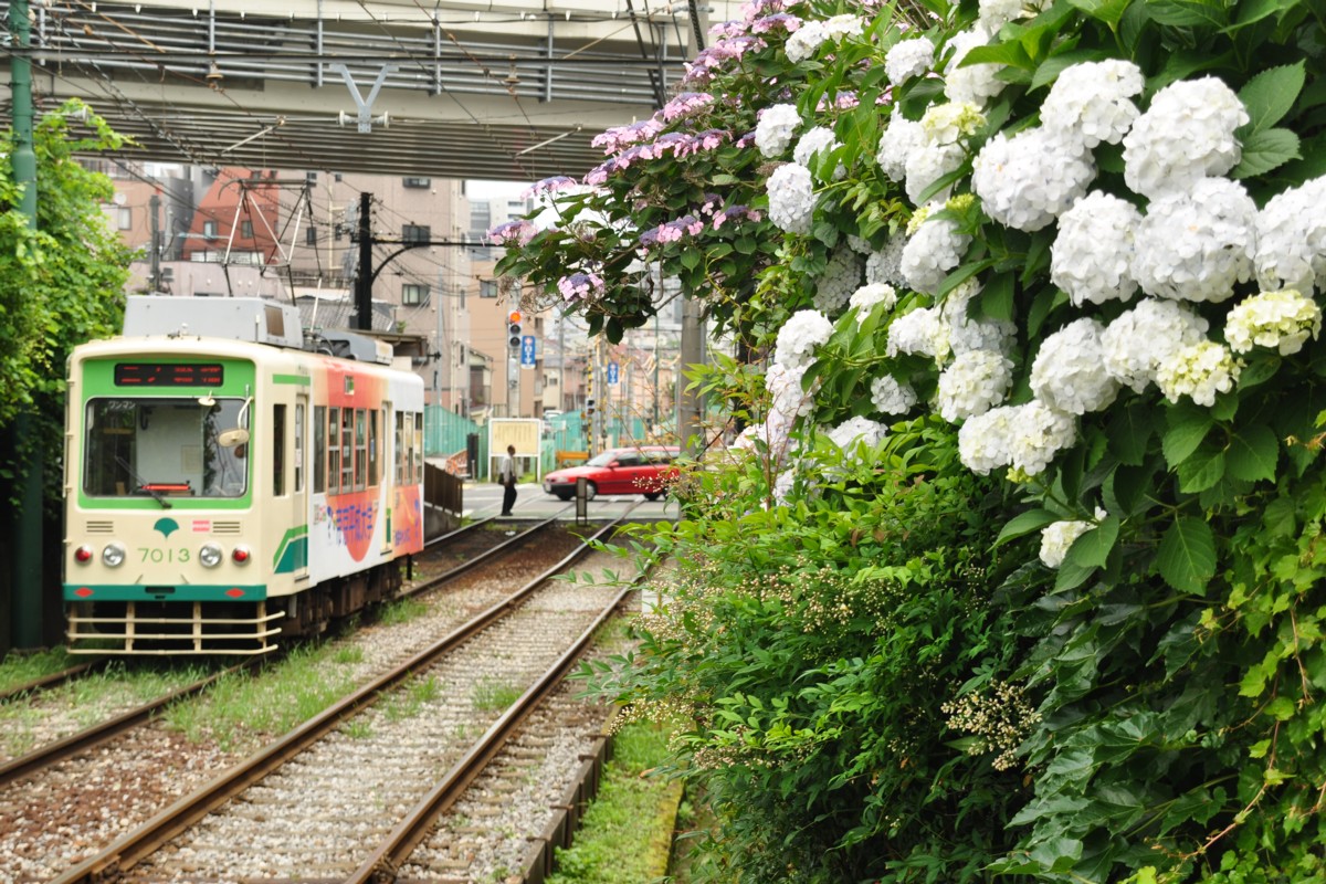 しっとり荒川線 | 鉄道写真