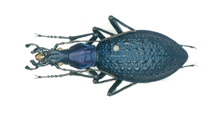 DNAから進化を探る | オサムシ研究のこれまでとこれから | JT生命誌研究館