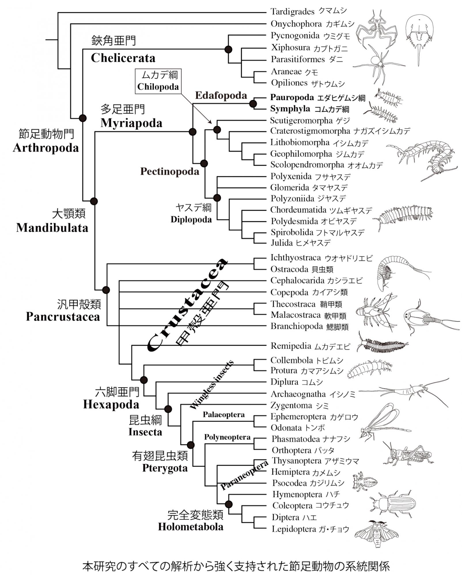 最新論文】ゲノム規模データによる節足動物の系統関係の解明 | JT生命