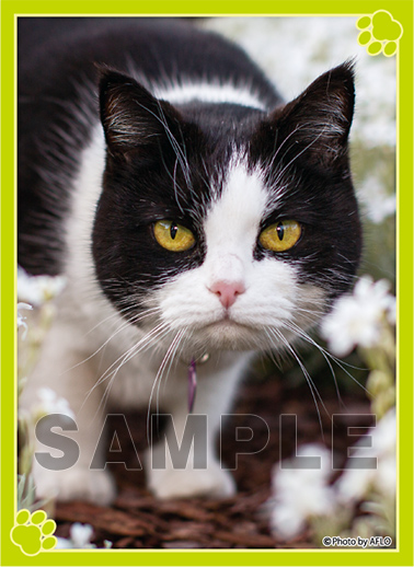 ブロッコリートレカアイテムくじEX「猫これくしょん」 | TCG