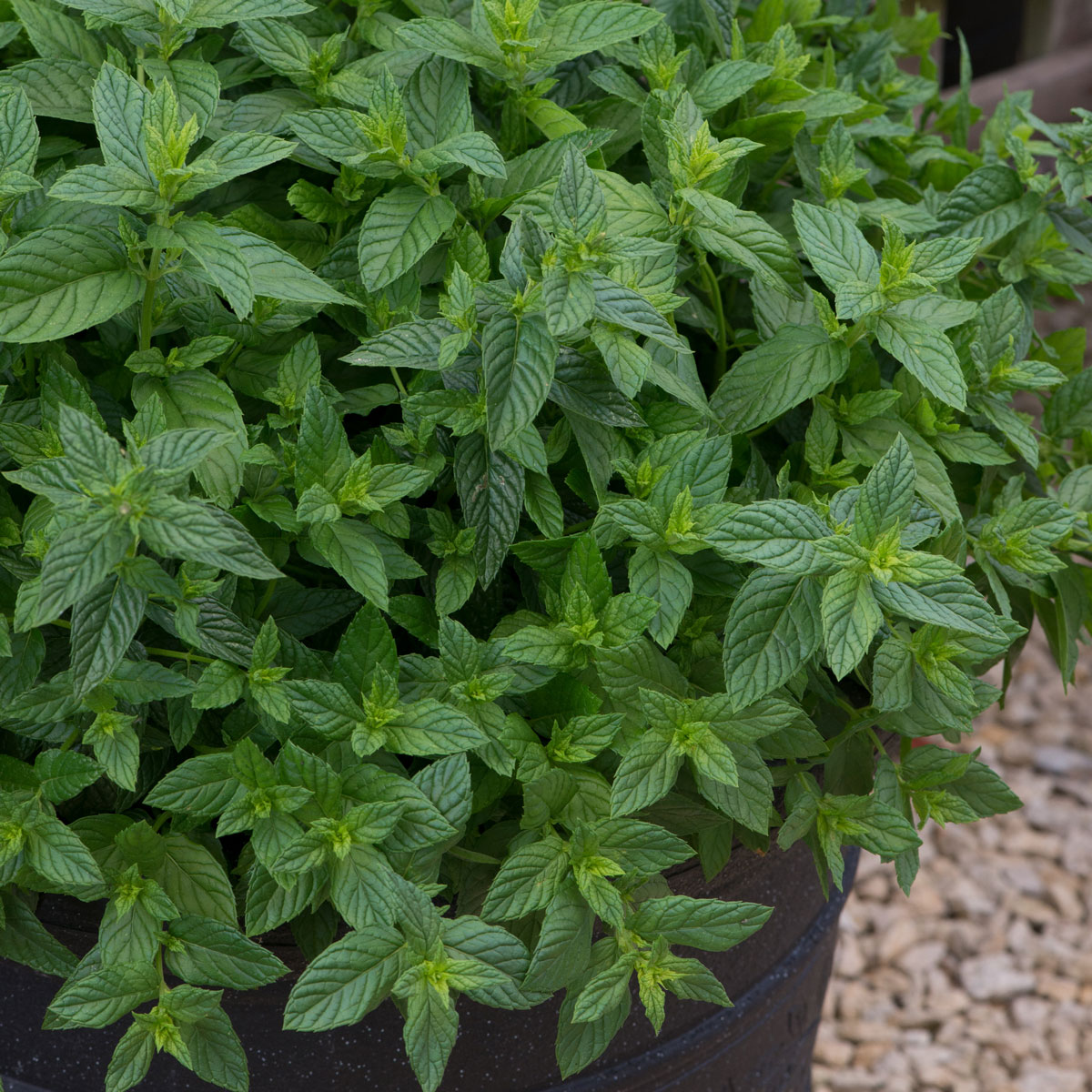 Mint Spear Mentha Spicta (Garden Mint) | Pack of 3 Garden Ready