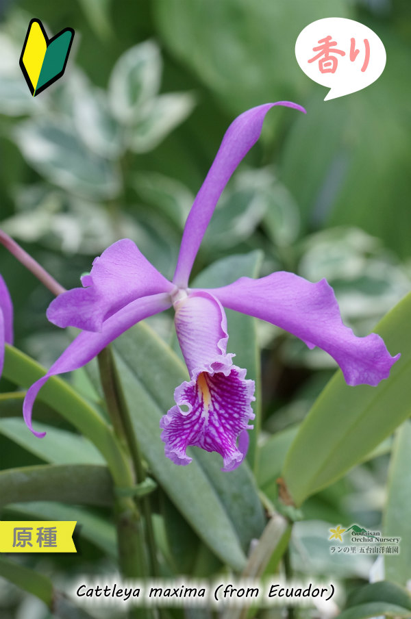 カトレア原種】C.maxima (from Ecuador) （原種）カトレア マキシマ
