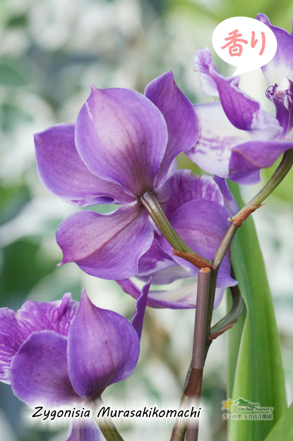 ひかえめな香りと青紫カラーが魅力的】Zygonisia Murasakikomachi