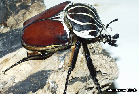 Goliathus goliatus - ゴライアスオオツノハナムグリ