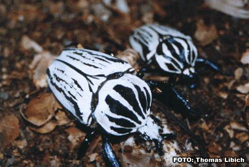 Goliathus orientalis - シラフオオツノハナムグリ