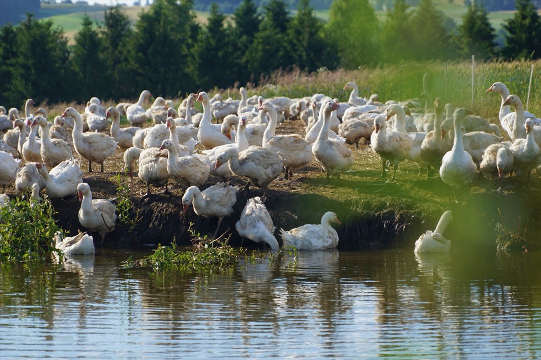 羽毛布団に使われる水鳥羽毛は、アイスランドや北ヨーロッパの