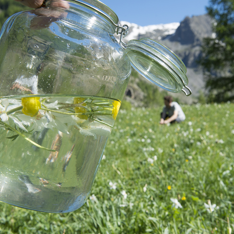 正規輸入品】Herbiolysジェモセラピー「カシス」 シングルジェモ