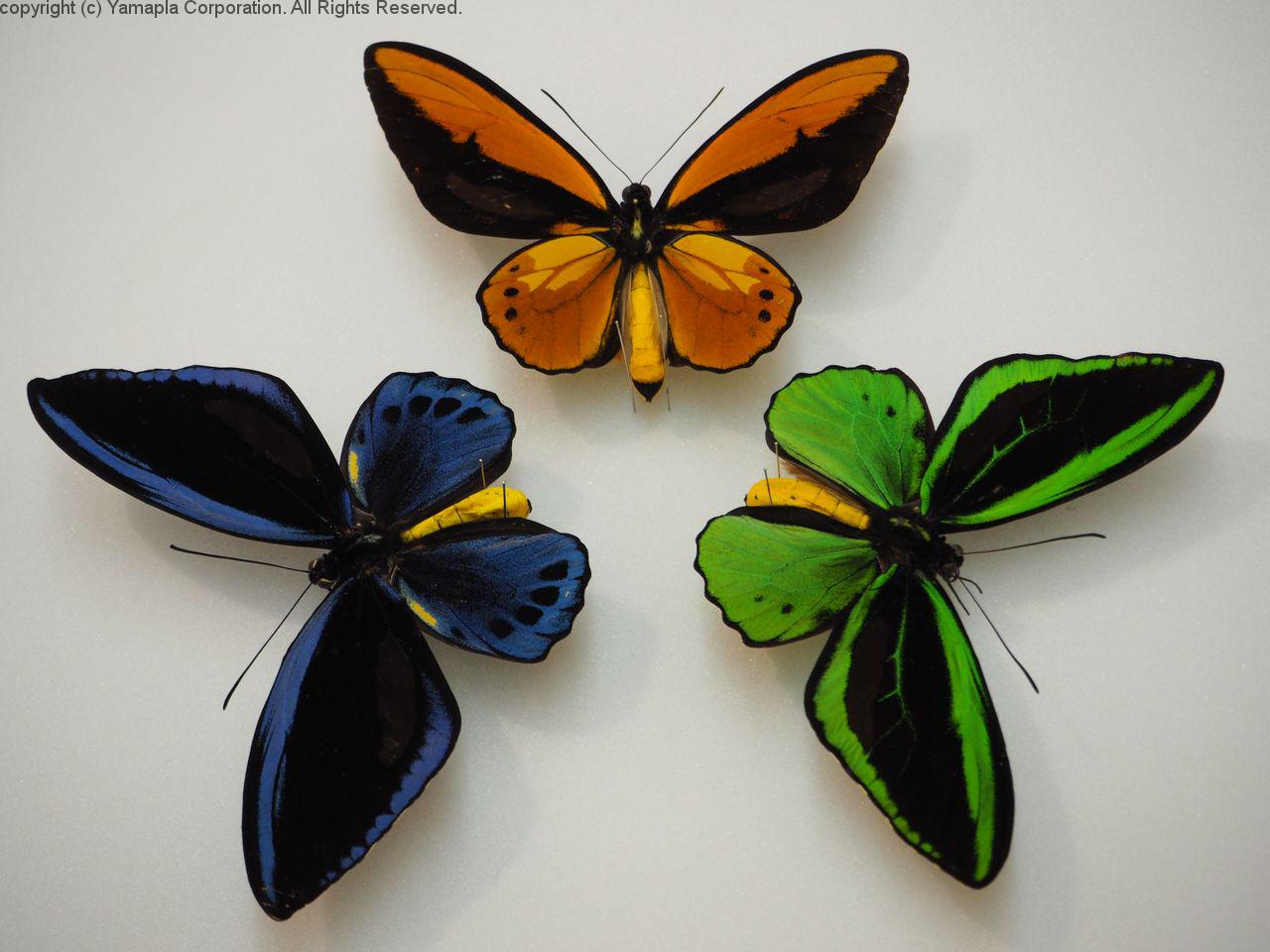 世界の昆虫一堂に 臼井仁司の世界 | 滋賀ガイド！