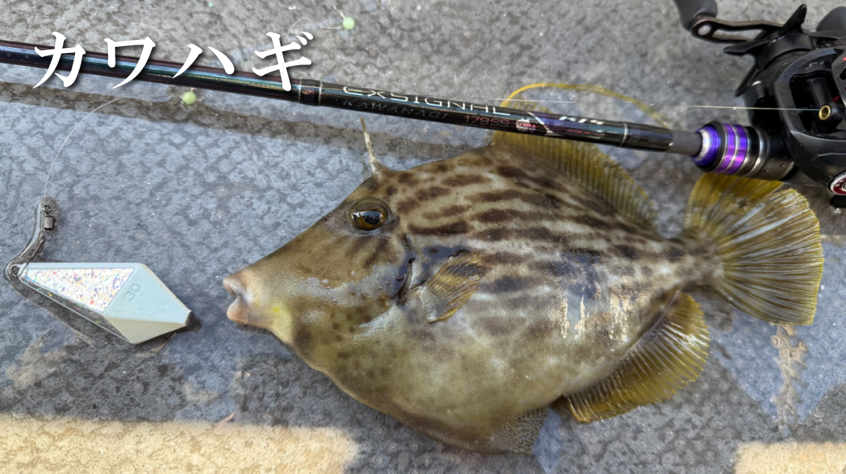 がま船 カレイ迅 | がまかつ