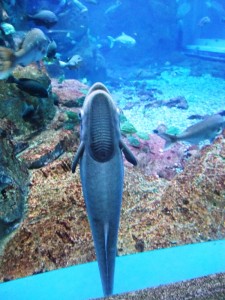 何か、いる・・・。 – 男鹿水族館GAO