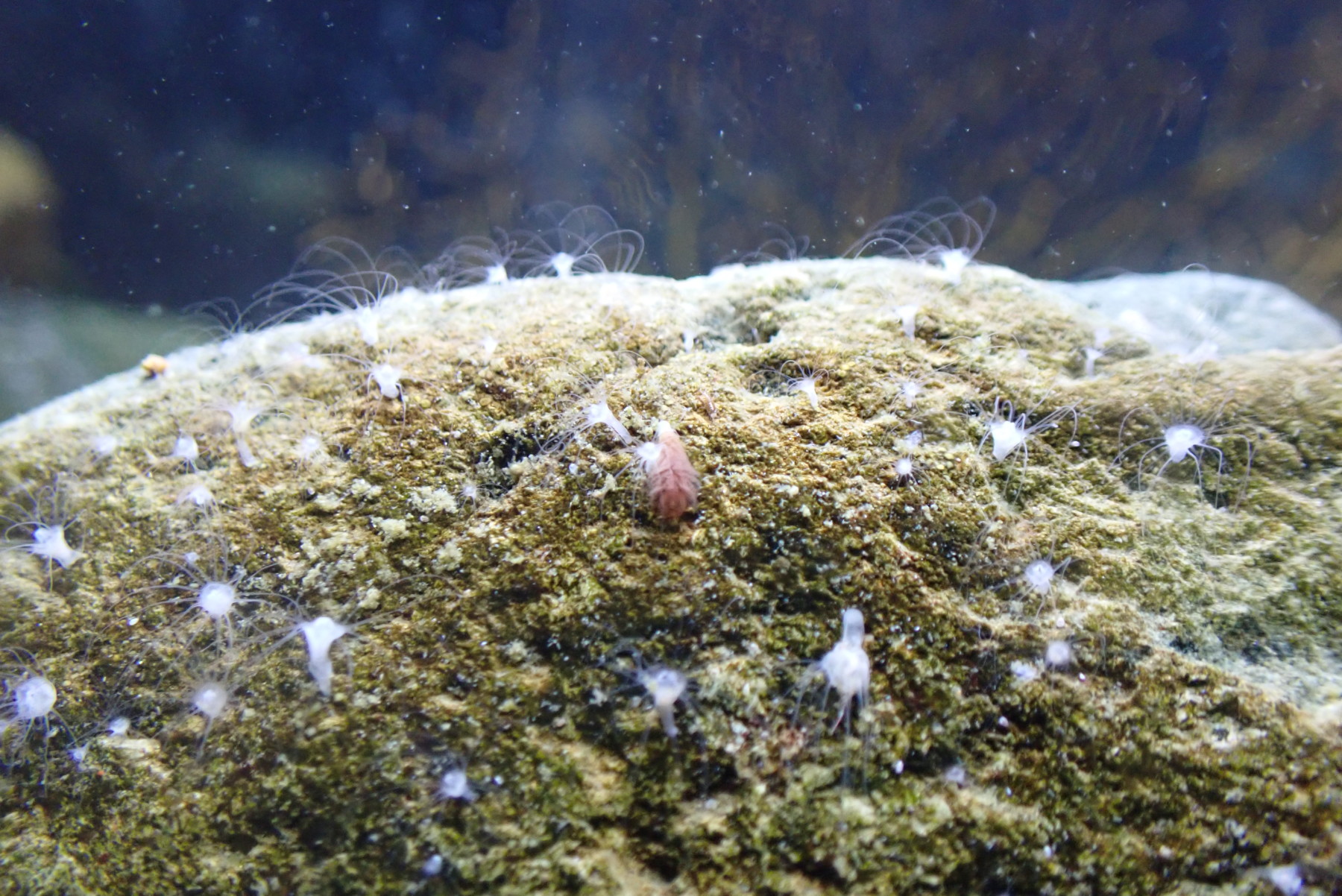 ミズクラゲ – 男鹿水族館GAO