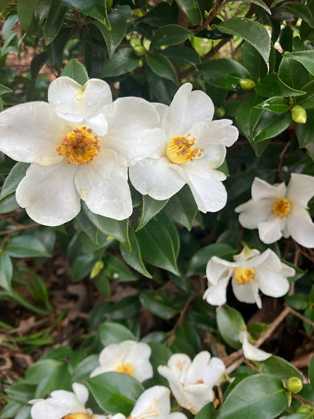 Camellia 'Snow Sprite' RARE GARDEN TREASURES EXCLUSIVE