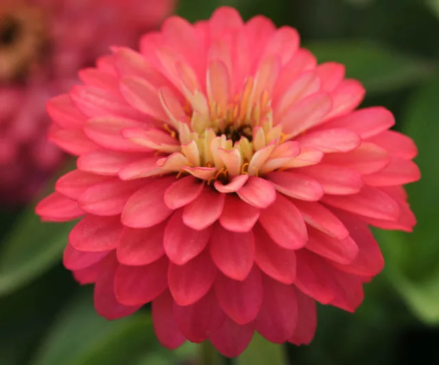 Zinnia marylandica 'Double Zahara Salmon Rose'