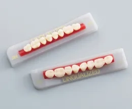 Artificial teeth | 株式会社ジーシー